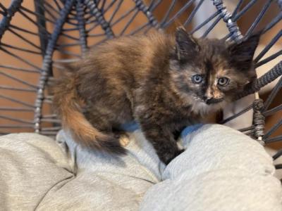 Emma - Maine Coon - Gallery Photo #1