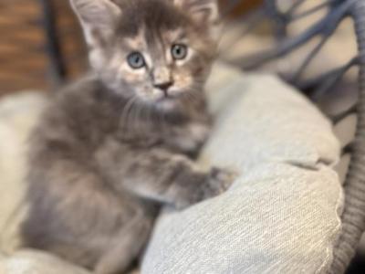 Ira - Maine Coon - Gallery Photo #1