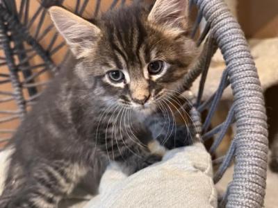 Phill - Maine Coon - Gallery Photo #1