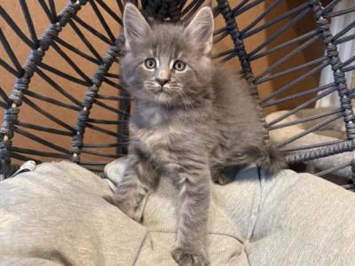 Kevin - Maine Coon - Gallery Photo #1