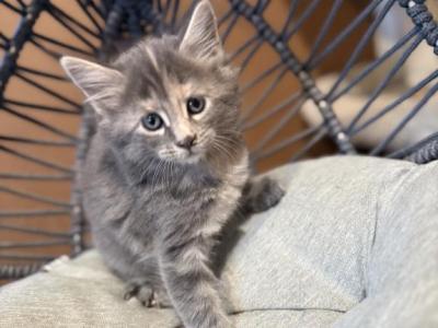 Lea - Maine Coon - Gallery Photo #1