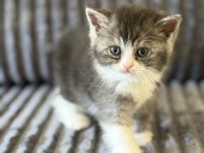 Josephine - British Shorthair - Gallery Photo #1