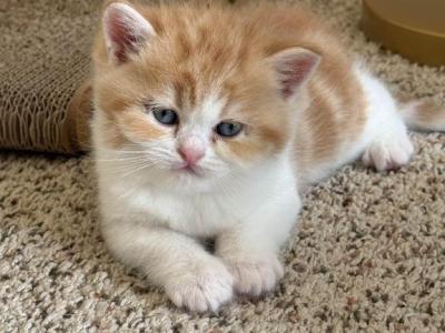 George - Persian - Gallery Photo #1