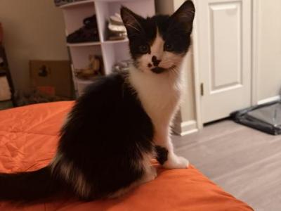 Spark - Persian - Gallery Photo #1