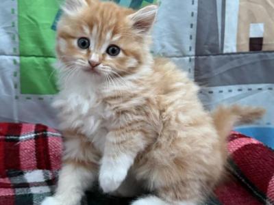 Ginger Tabby - Maine Coon - Gallery Photo #1