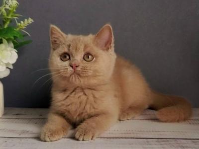 Feya - British Shorthair - Gallery Photo #1