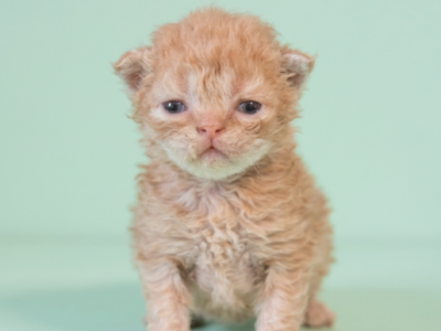 Tica Curly Haired Selkirk Rex - Selkirk Rex - Gallery Photo #1