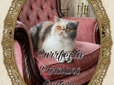 Cfa Dilute Calico Esh Female Adult - Exotic - Gallery Photo #1