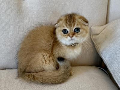 Scottish Fold Golden Young Male - Scottish Fold - Gallery Photo #1
