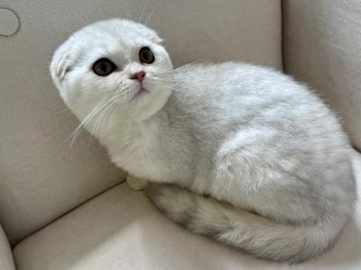 Scottish Fold Silver Male Young - Scottish Fold - Gallery Photo #1