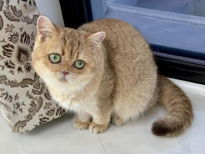 British Shorthair Golden Female Retired - British Shorthair - Gallery Photo #1