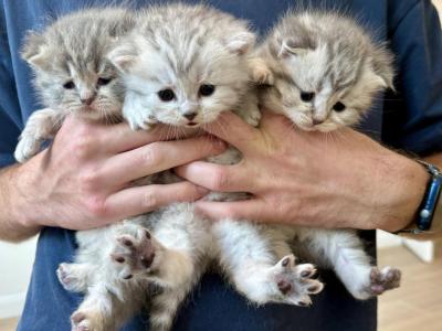 Scottish Silver & Grey Kittens - Scottish Fold - Gallery Photo #1
