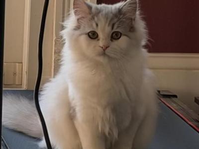 Leo - Persian - Gallery Photo #1