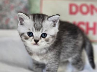 Foxy - British Shorthair - Gallery Photo #1