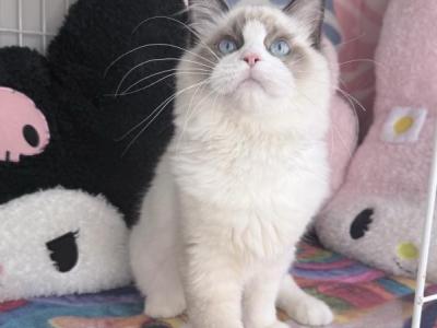 Timmy - Ragdoll - Gallery Photo #1