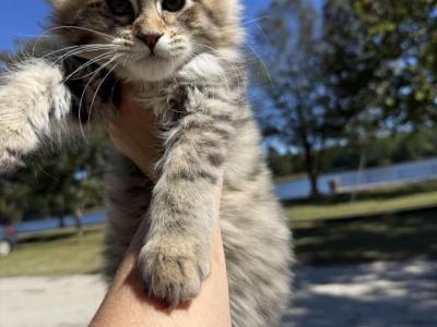 Bramble - Maine Coon - Gallery Photo #1
