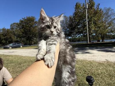 Rowan - Maine Coon - Gallery Photo #1