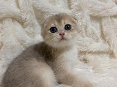 PEANUT Male - Scottish Fold - Gallery Photo #1