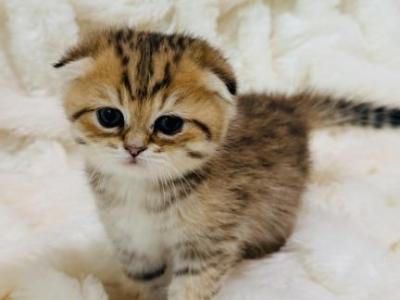 BELLA Female - Scottish Fold - Gallery Photo #1