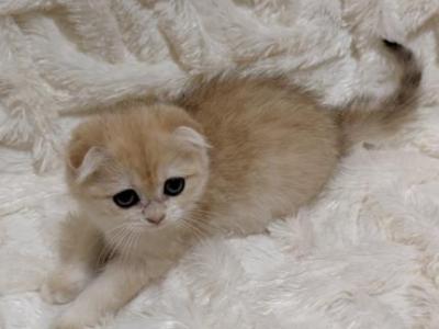 LEAH Female SCOTTISH FOLD - Scottish Fold - Gallery Photo #1