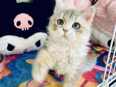 Coco - Persian - Gallery Photo #1