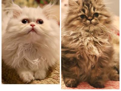 Persian Kittens Very Sweet - Persian - Gallery Photo #1