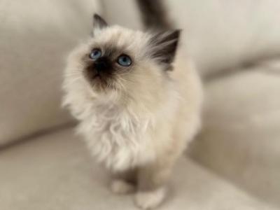 Rosa - Ragdoll - Gallery Photo #1