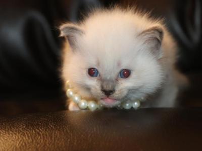 Cookie - Ragdoll - Gallery Photo #1
