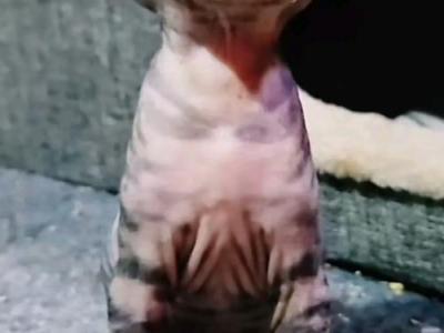 Hybrids Serval New Species - Sphynx - Gallery Photo #1