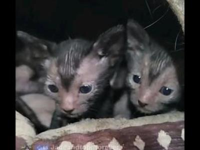 Lyoki - Lykoi - Gallery Photo #1