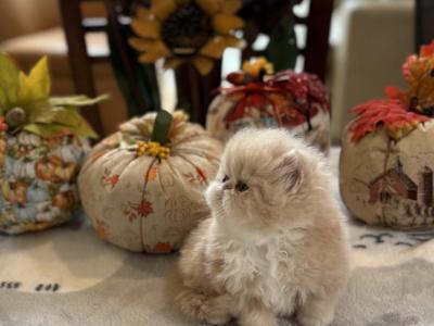 Cream Boy - Persian - Gallery Photo #1