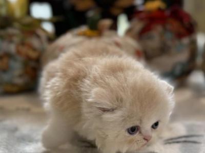 Red White - Persian - Gallery Photo #1