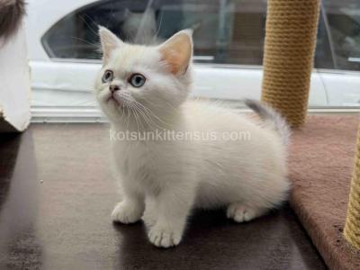 Benji Munchkin Silver Chinchilla Point W Blue Eyes - Munchkin - Gallery Photo #1