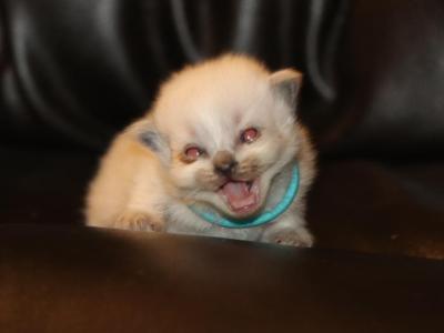 Cindy Lou - Ragdoll - Gallery Photo #1