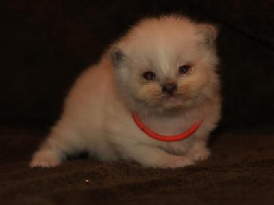 Holly - Ragdoll - Gallery Photo #1