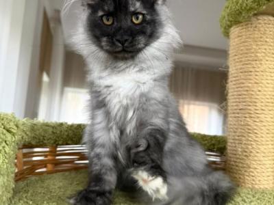 Black Smoke Female Maine Coon European Bloodline - Maine Coon - Gallery Photo #1