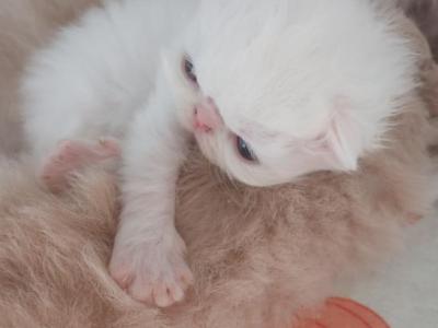 Sweet Baby Persian Kittens - Persian - Gallery Photo #1