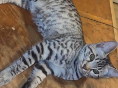 Savnnah Bengal - Savannah - Gallery Photo #1