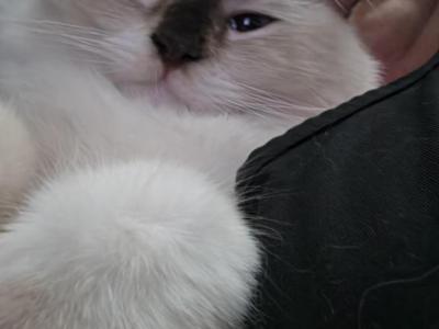 KitKat - Ragdoll - Gallery Photo #1