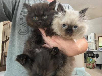 Whisper - Himalayan - Gallery Photo #1
