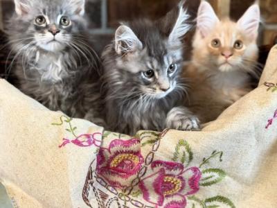 Charlie Brown Litter - Maine Coon - Gallery Photo #1