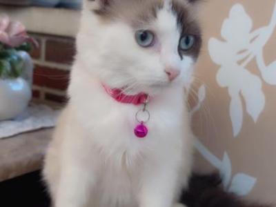 Ragdoll Kittens Ready For Homes - Ragdoll - Gallery Photo #1