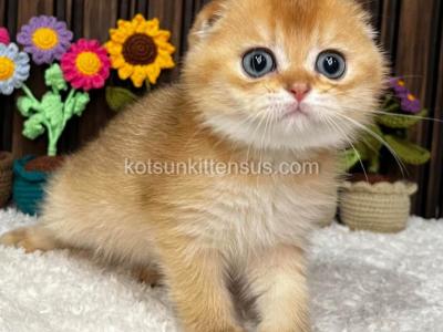 Rocky Golden Shaded Chinchilla Scottish Fold - Scottish Fold - Gallery Photo #1