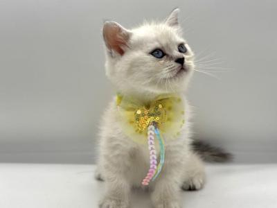 Litter A1 - Scottish Straight - Gallery Photo #1