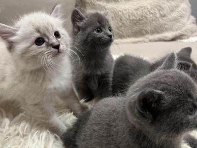 American Bobtail Kittens - American Bobtail - Gallery Photo #1
