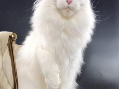 Vladtelina - Maine Coon - Gallery Photo #1