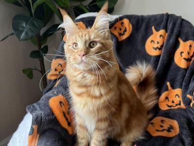 Ollie - Maine Coon - Gallery Photo #1