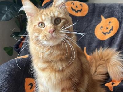 Ollie - Maine Coon - Gallery Photo #1