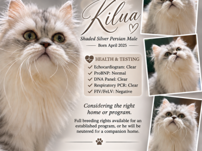 Kilua - Persian - Gallery Photo #1