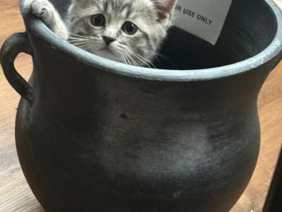 Baby Boss - British Shorthair - Gallery Photo #1